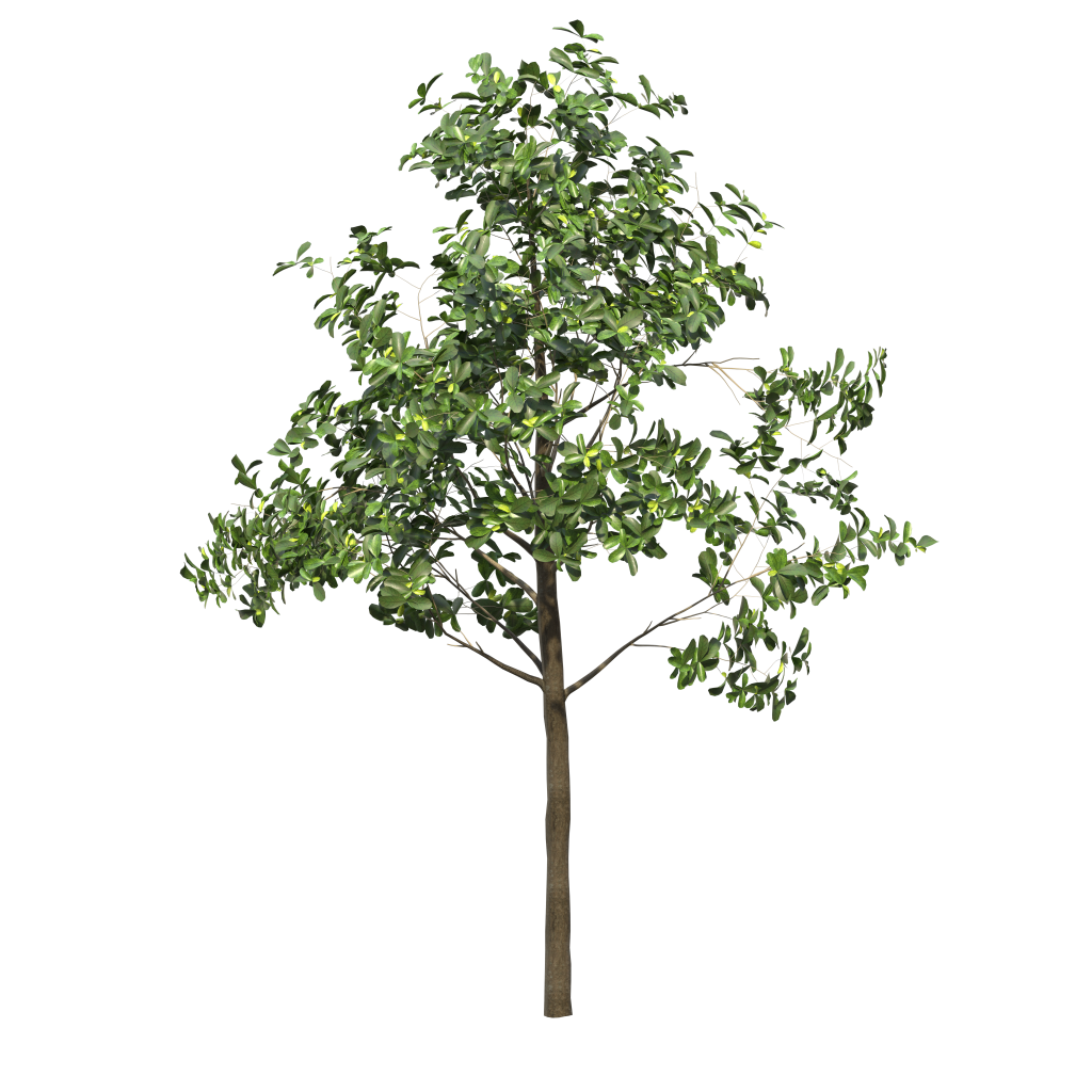 Barringtonia acutangula - Freshwater mangrove